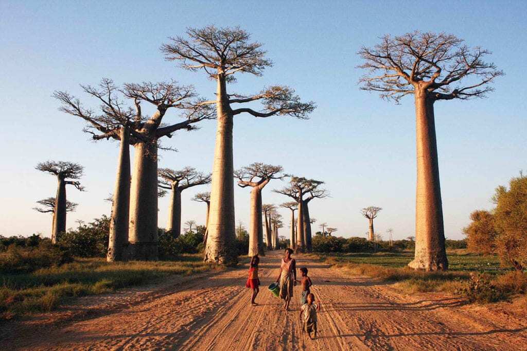 baobab