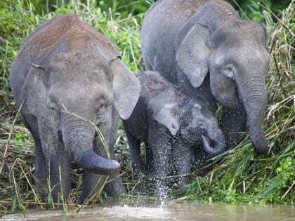 Elephants Kinabatangan River