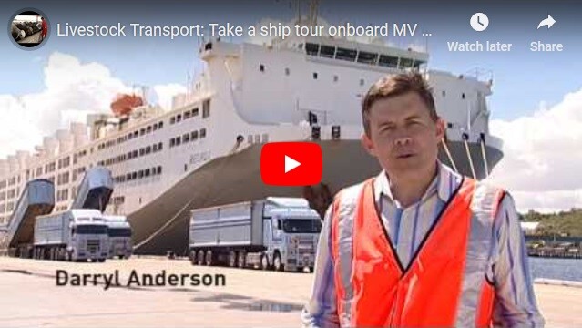 Livestock Transport: Take a ship tour onboard MV Becrux